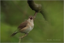 <p>PĚNICE SLAVÍKOVÁ ((Sylvia borin) /Garden warbler - Gartengrasmücke/</p>